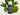Bergamot Tree – Blend